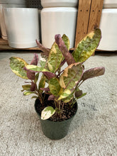 Load image into Gallery viewer, Strobilanthes alternata 'Exotica' 4" - Waffle Plant
