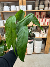 Load image into Gallery viewer, Monstera obliqua columbia 4"