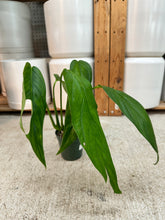 Load image into Gallery viewer, Monstera obliqua columbia 4"