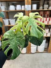 Load image into Gallery viewer, Monstera deliciosa 'Mint' 8"