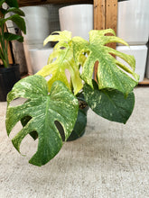 Load image into Gallery viewer, Monstera deliciosa 'Mint' 8"