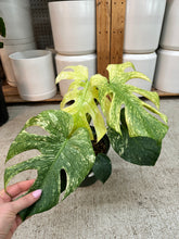 Load image into Gallery viewer, Monstera deliciosa 'Mint' 8"