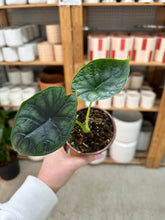 Load image into Gallery viewer, Alocasia Dragon Scale 4"
