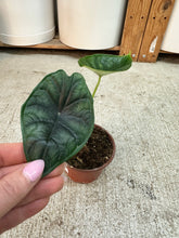 Load image into Gallery viewer, Alocasia Dragon Scale 4"