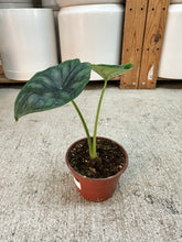 Load image into Gallery viewer, Alocasia Dragon Scale 4"
