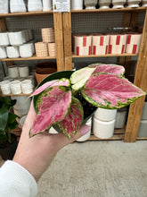 Load image into Gallery viewer, Aglaonema Red Diamond 4" - Chinese Evergreen