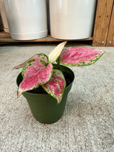 Load image into Gallery viewer, Aglaonema Red Diamond 4" - Chinese Evergreen