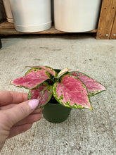 Load image into Gallery viewer, Aglaonema Red Diamond 4" - Chinese Evergreen