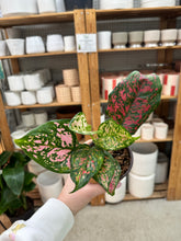 Load image into Gallery viewer, Agalaonema Katrina 4" - Chinese Evergreen