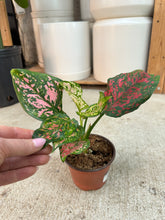 Load image into Gallery viewer, Agalaonema Katrina 4" - Chinese Evergreen