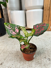 Load image into Gallery viewer, Agalaonema Katrina 4" - Chinese Evergreen