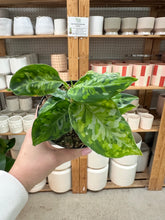 Load image into Gallery viewer, Aglaonema pictum tricolor peacock 4" - Chinese Evergreen