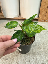 Load image into Gallery viewer, Aglaonema pictum tricolor peacock 4" - Chinese Evergreen