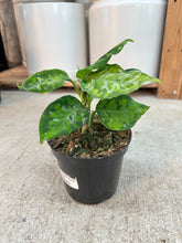 Load image into Gallery viewer, Aglaonema pictum tricolor peacock 4" - Chinese Evergreen
