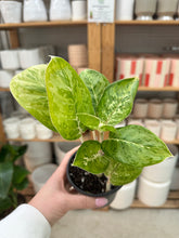 Load image into Gallery viewer, Aglaonema Green Papuma 4" - Chinese Evergreen