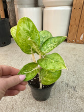 Load image into Gallery viewer, Aglaonema Green Papuma 4" - Chinese Evergreen