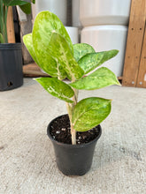 Load image into Gallery viewer, Aglaonema Green Papuma 4" - Chinese Evergreen