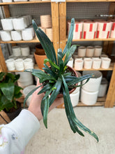 Load image into Gallery viewer, Microsorum thailandicum 4" - Blue Oil Fern