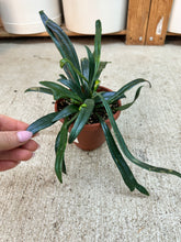 Load image into Gallery viewer, Microsorum thailandicum 4" - Blue Oil Fern