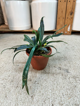Load image into Gallery viewer, Microsorum thailandicum 4" - Blue Oil Fern