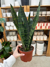Load image into Gallery viewer, Sansevieria Peppermint 6" - Snake Plant