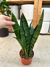 Load image into Gallery viewer, Sansevieria Peppermint 6" - Snake Plant