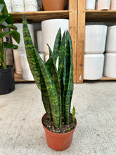 Load image into Gallery viewer, Sansevieria Peppermint 6" - Snake Plant