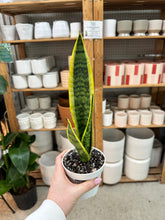 Load image into Gallery viewer, Sansevieria laurentii 4" - Snake Plant