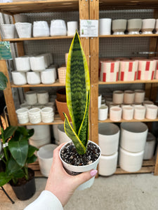 sansevieria laurentii indoor Sansevieria laurentii 4"