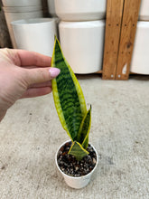 Load image into Gallery viewer, Sansevieria laurentii 4" - Snake Plant