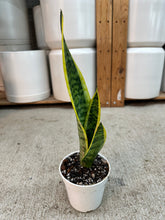 Load image into Gallery viewer, Sansevieria laurentii 4" - Snake Plant