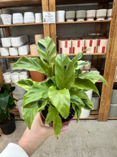 Load image into Gallery viewer, Calathea Yellow Allusion 4"