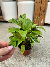 Load image into Gallery viewer, Calathea Yellow Allusion 4"