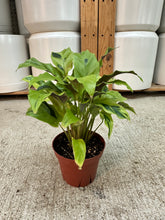 Load image into Gallery viewer, Calathea Yellow Allusion 4"