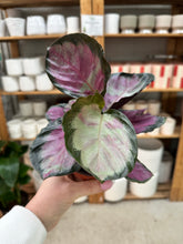 Load image into Gallery viewer, Calathea Pale Rosy 4"