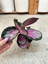 Load image into Gallery viewer, Calathea Pale Rosy 4"