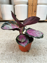 Load image into Gallery viewer, Calathea Pale Rosy 4"
