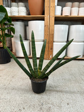 Load image into Gallery viewer, Sansevieria 'Boncel' 6in - Starfish Snake Plant