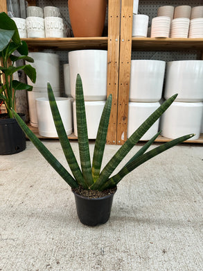Snake Plants / ZZ Plants – Kent East Hill Nursery