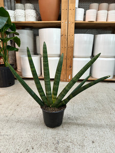 sansevieria starfish plant Rare Boncel Starfish Snake Plant -Sanseveria- Almost Impossible to Kill