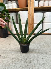 Load image into Gallery viewer, Sansevieria 'Boncel' 6in - Starfish Snake Plant