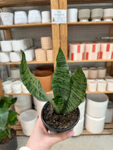 Load image into Gallery viewer, Sansevieria superba robusta 4" - Snake Plant