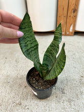Load image into Gallery viewer, Sansevieria superba robusta 4" - Snake Plant
