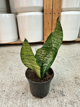 Load image into Gallery viewer, Sansevieria superba robusta 4" - Snake Plant
