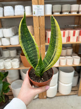Load image into Gallery viewer, Sansevieria 'Superba Futura' 4" - Snake Plant
