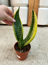 Load image into Gallery viewer, Sansevieria 'Superba Futura' 4" - Snake Plant