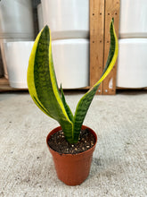 Load image into Gallery viewer, Sansevieria 'Superba Futura' 4" - Snake Plant