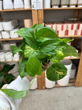 Load image into Gallery viewer, Epipremnum aureum 4" - Hawaiian Golden Pothos