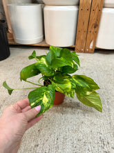Load image into Gallery viewer, Epipremnum aureum 4" - Hawaiian Golden Pothos