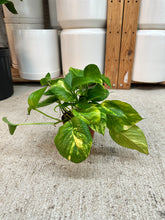 Load image into Gallery viewer, Epipremnum aureum 4" - Hawaiian Golden Pothos